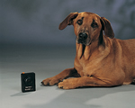 BarkerBuster®, nieuw!, Uw hond gehoorzaamt sneller dankzij de BarkerBuster®